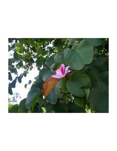 WILD TREE ORCHID (BAHUINIA DIVARICATA)- 1...