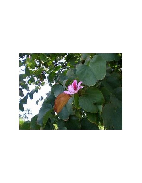 WILD TREE ORCHID (BAHUINIA DIVARICATA)- 1 Sapling for Sale in Mexico - Online Nursery