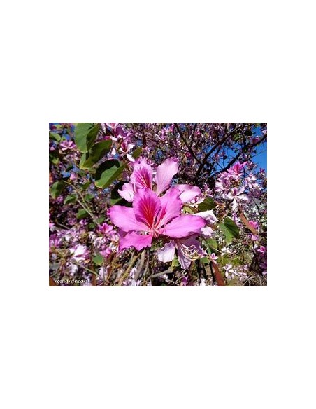 WILD TREE ORCHID (BAHUINIA DIVARICATA)- 1 Sapling for Sale in Mexico - Online Nursery