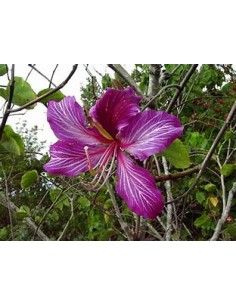 ORQUIDEA DE ARBOL NORMAL...