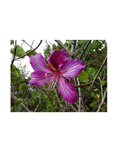 NORMAL TREE ORCHID (BAUHINIA X BLAKEANA) - 1 Sapling for Sale in Mexico - Online Nursery