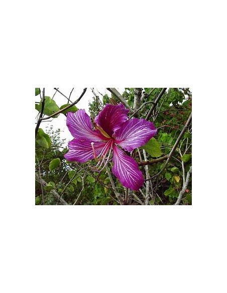 NORMAL TREE ORCHID (BAUHINIA X BLAKEANA) - 1 Sapling for Sale in Mexico - Online Nursery