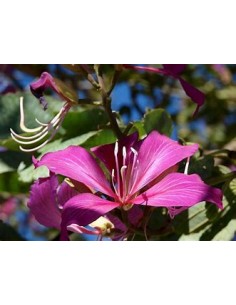 ORQUIDEA DE ARBOL NORMAL... 2