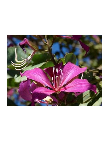 NORMAL TREE ORCHID (BAUHINIA X BLAKEANA) - 1...