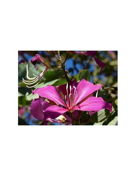 NORMAL TREE ORCHID (BAUHINIA X BLAKEANA) - 1 Sapling for Sale in Mexico - Online Nursery