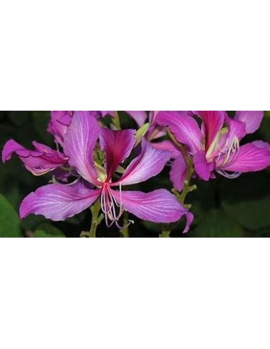 NORMAL TREE ORCHID (BAUHINIA X BLAKEANA) - 1...