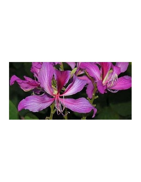 NORMAL TREE ORCHID (BAUHINIA X BLAKEANA) - 1 Sapling for Sale in Mexico - Online Nursery