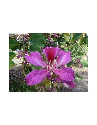 NORMAL TREE ORCHID (BAUHINIA X BLAKEANA) - 1...
