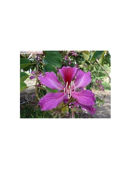 NORMAL TREE ORCHID (BAUHINIA X BLAKEANA) - 1 Sapling for Sale in Mexico - Online Nursery