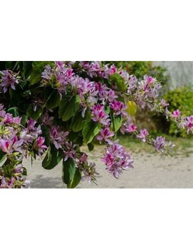 ROSE TREE ORCHID (BAUHINIA VARIEGATA)- 1 Sapling for Sale in Mexico - Online Nursery