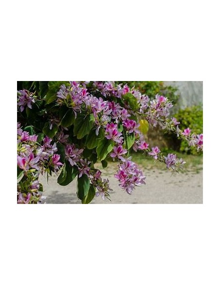 ROSE TREE ORCHID (BAUHINIA VARIEGATA)- 1 Sapling for Sale in Mexico - Online Nursery