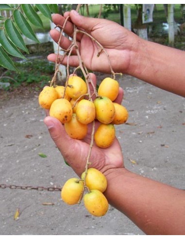 1 Spanish plum (Spondias sp.) Rare yellow Tropical hog plum. (Not spondias mombin)