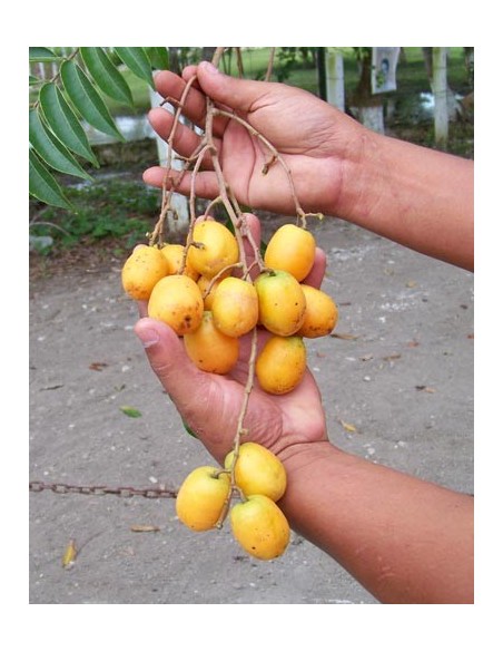 1 Arbolito de Jobo -Yuplon (SPondias mombin) var. lutea Increible arbol frutal Veracruzano y selvatico.