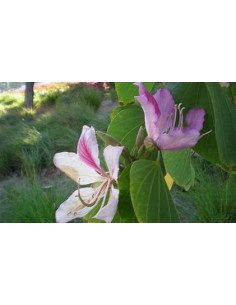 ORQUIDEA DE ARBOL ROSA... 2