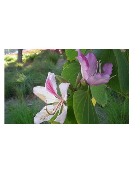 ROSE TREE ORCHID (BAUHINIA VARIEGATA)- 1 Sapling for Sale in Mexico - Online Nursery