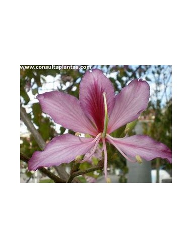 ORQUIDEA DE ARBOL ROSA (BAUHINIA VARIEGATA)- 1...