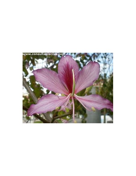 ROSE TREE ORCHID (BAUHINIA VARIEGATA)- 1 Sapling for Sale in Mexico - Online Nursery