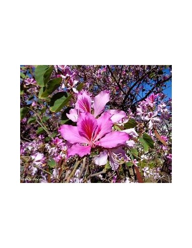 ROSE TREE ORCHID (BAUHINIA VARIEGATA)- 1...