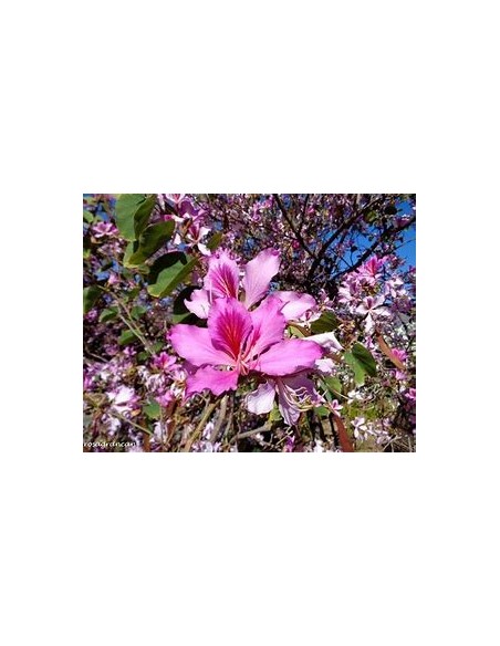 ROSE TREE ORCHID (BAUHINIA VARIEGATA)- 1 Sapling for Sale in Mexico - Online Nursery