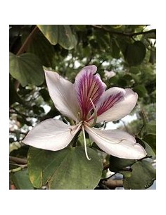 COWFOOT TREE ORCHID...