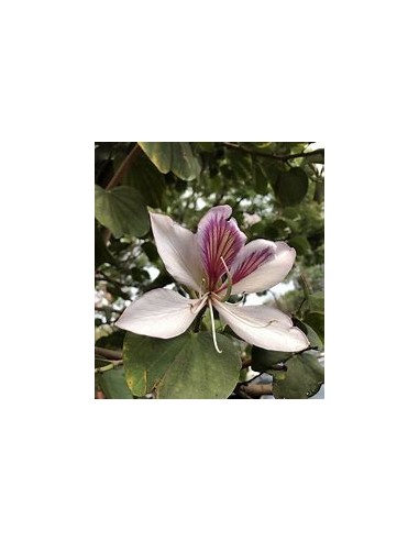 COWFOOT TREE ORCHID (BAUHINIA MONANDIA) - 1 Sapling for Sale in Mexico - Online Nursery