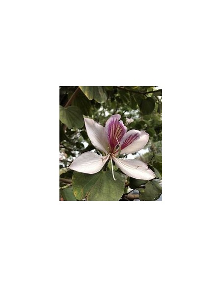 COWFOOT TREE ORCHID (BAUHINIA MONANDIA) - 1 Sapling for Sale in Mexico - Online Nursery