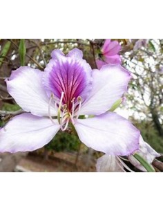 COWFOOT TREE ORCHID... 2