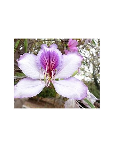 COWFOOT TREE ORCHID (BAUHINIA MONANDIA) - 1...