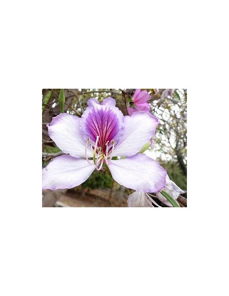 COWFOOT TREE ORCHID (BAUHINIA MONANDIA) - 1 Sapling for Sale in Mexico - Online Nursery