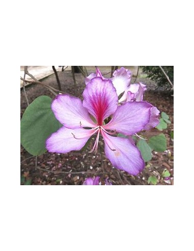 COWFOOT TREE ORCHID (BAUHINIA MONANDIA) - 1...