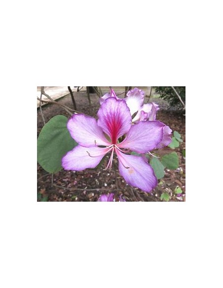 COWFOOT TREE ORCHID (BAUHINIA MONANDIA) - 1 Sapling for Sale in Mexico - Online Nursery