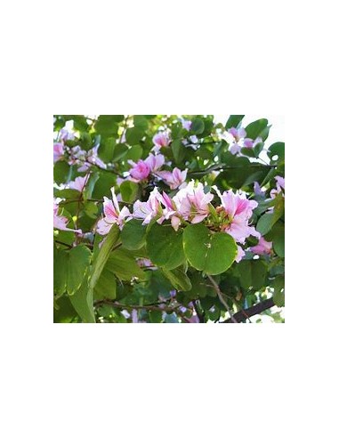 COWFOOT TREE ORCHID (BAUHINIA MONANDIA) - 1...
