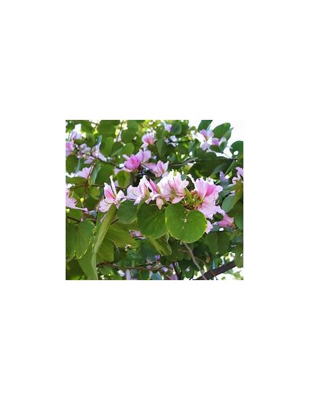 COWFOOT TREE ORCHID (BAUHINIA MONANDIA) - 1 Sapling for Sale in Mexico - Online Nursery