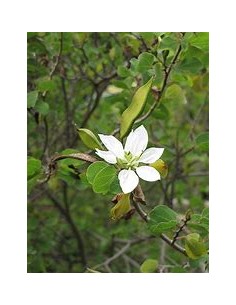 1 Arbol de Anacacho - PATA... 2