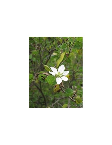 ANACACHO - TEXAS COW'S FOOT (BAUHINIA...