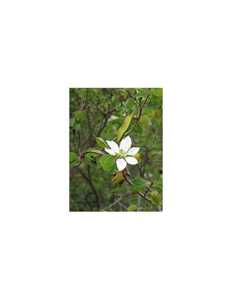 ANACACHO - TEXAS COW'S FOOT (BAUHINIA LUNAROIDES)- 1 Tree for Sale in Mexico - Online Nursery