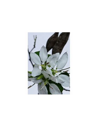 ANACACHO - TEXAS COW'S FOOT (BAUHINIA...