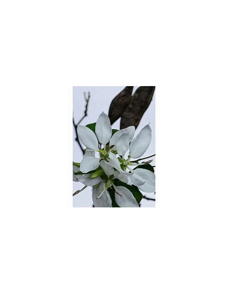 ANACACHO - TEXAS COW'S FOOT (BAUHINIA LUNAROIDES)- 1 Tree for Sale in Mexico - Online Nursery