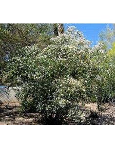 ANACACHO - TEXAS COW'S FOOT...