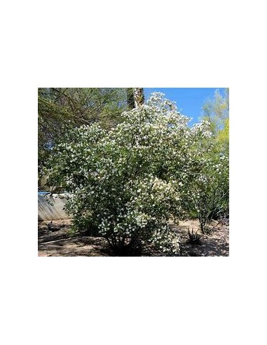 1 Arbol de Anacacho - PATA DE VACA DE TEXAS (BAUHINIA LUNAROIDES)- 1 Arbolito en Venta en Mexico - Vivero por internet