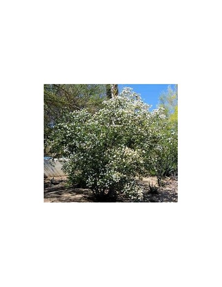 ANACACHO - TEXAS COW'S FOOT (BAUHINIA LUNAROIDES)- 1 Tree for Sale in Mexico - Online Nursery