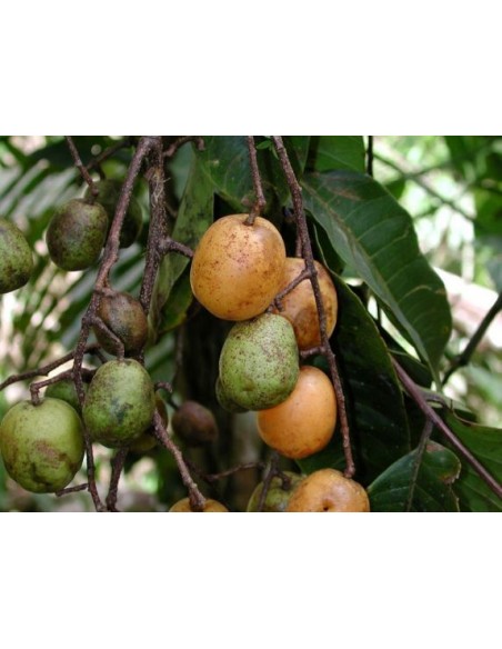 1 Spanish plum (Spondias sp.) Rare yellow Tropical hog plum. (Not spondias mombin)