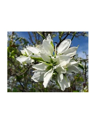 ANACACHO - TEXAS COW'S FOOT (BAUHINIA...