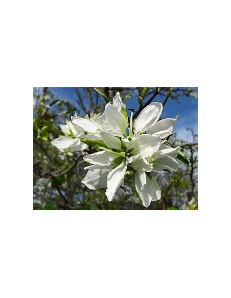 ANACACHO - TEXAS COW'S FOOT (BAUHINIA LUNAROIDES)- 1 Tree for Sale in Mexico - Online Nursery
