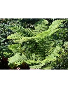 HELECHO ARBORESCENTE...