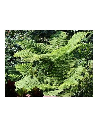 HELECHO ARBORESCENTE (CYATHEA FULVA) - 1 Arbolito en Venta en Mexico - Vivero por internet