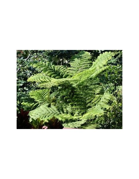 ARBORESCENT HELECHO (CYATHEA FULVA) - 1 Sapling for sale in Mexico - Online Nursery