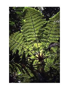 HELECHO ARBORESCENTE... 2