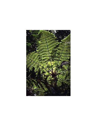 ARBORESCENT HELECHO (CYATHEA FULVA) - 1 Sapling...