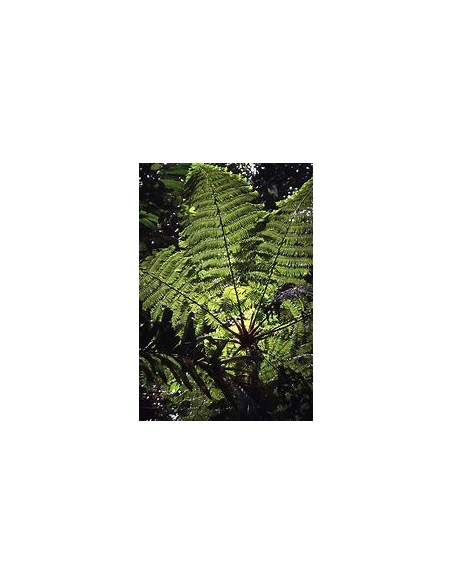 ARBORESCENT HELECHO (CYATHEA FULVA) - 1 Sapling for sale in Mexico - Online Nursery
